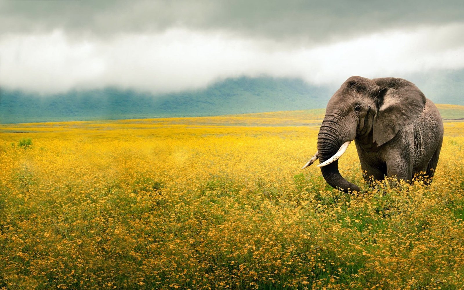 elephant-grass-field-walk-wallpaper